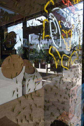 Crickets on a gas station window. 